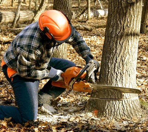 Tree Removal in New Deal, TX